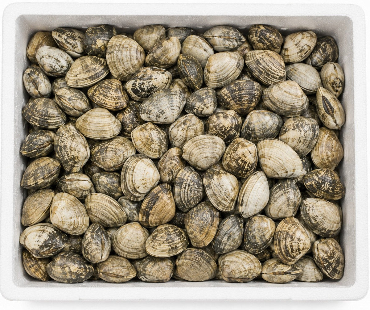 CLAMS GROS CLH | 3KG