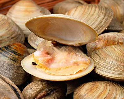 CLAMS MOYEN | 1KG