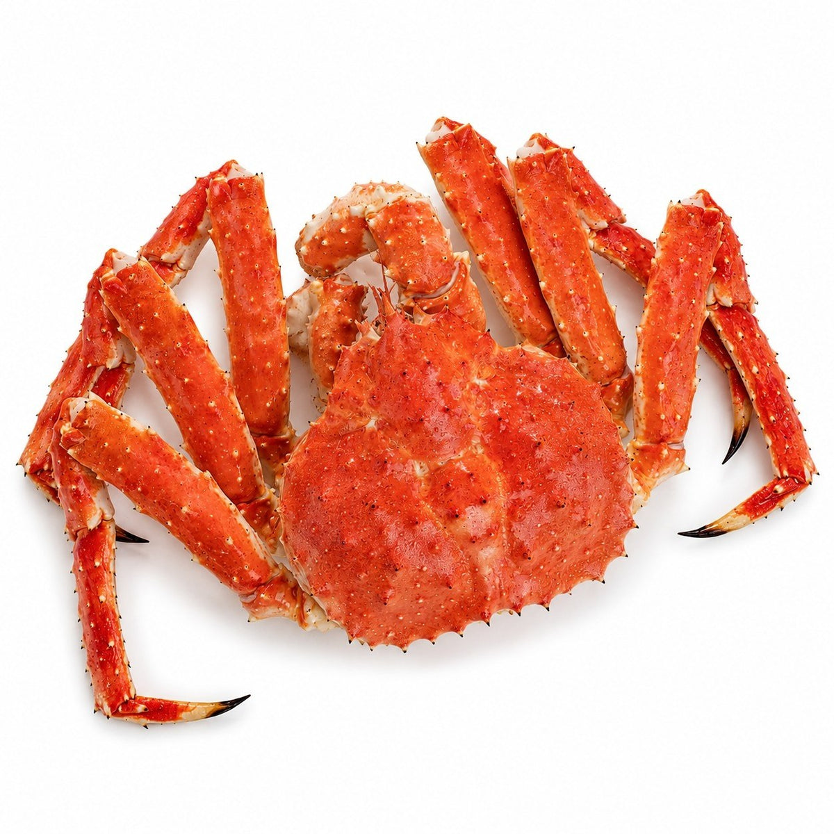 CRABE ROYAL