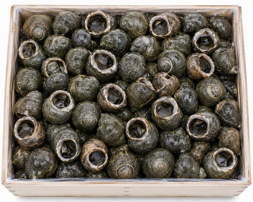 BIGORNEAU JUMBO | 6KG