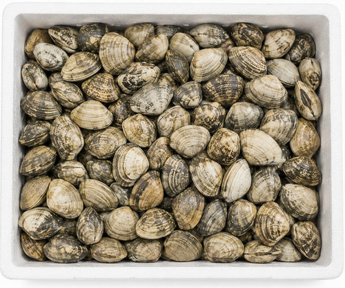 CLAMS MOYEN | 3KG