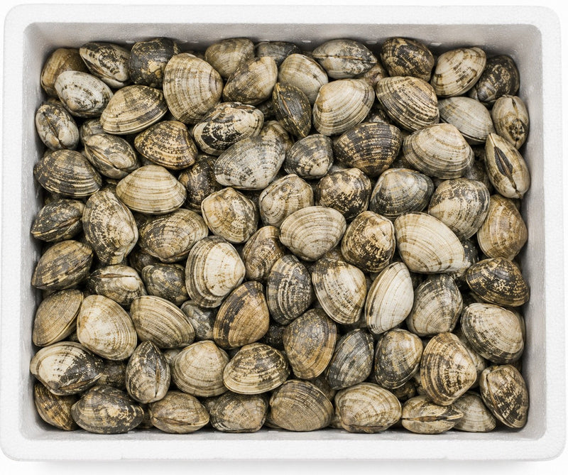 CLAMS MOYEN | 3KG