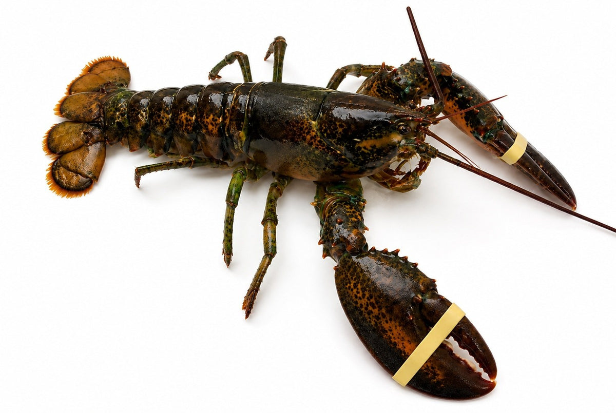 HOMARD NORTH AMERICA VIVANT | CAL 400/500