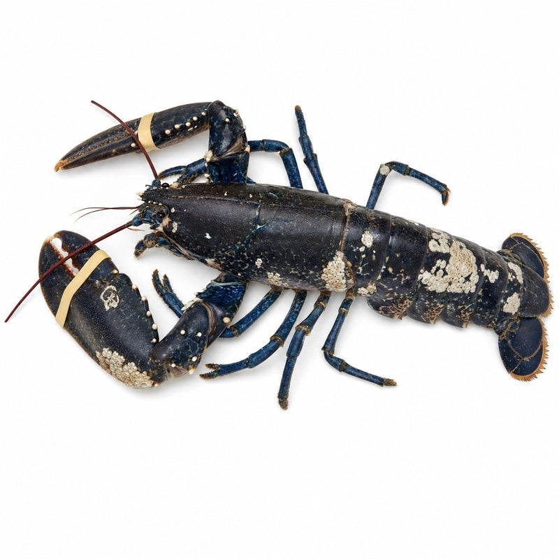 HOMARD EUROPEEN | 1.7KG+