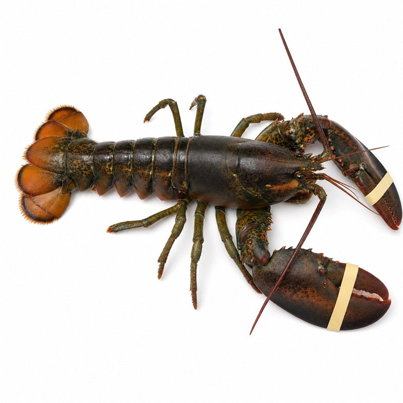 HOMARD CANADIEN QUARTER | CAL 500/600