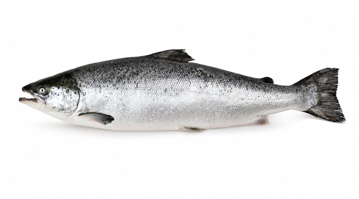 FILET DE SAUMON ELEVAGE | CAL 1.2/1.5KG