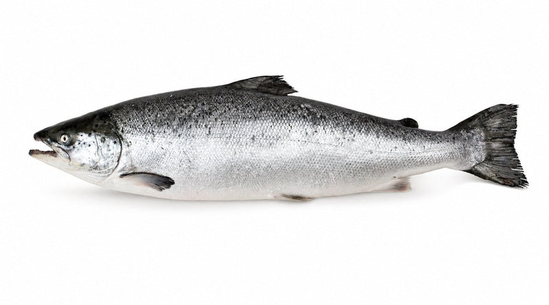 FILET DE SAUMON ELEVAGE | CAL 1.2/1.5KG