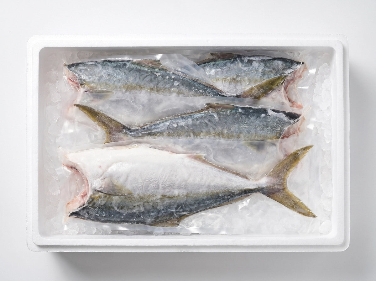 HAMACHI/ HIRAMASA