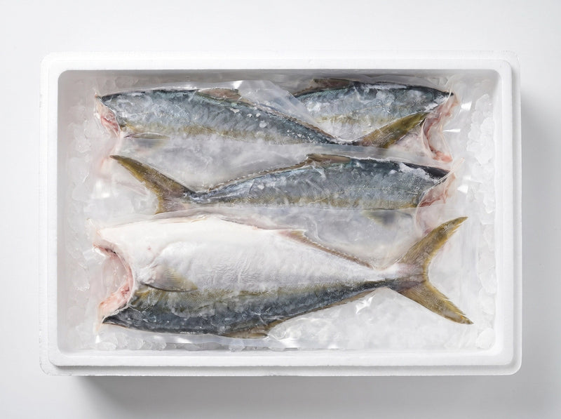 HAMACHI/ HIRAMASA