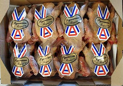 PIGEON GROS X 10 PC