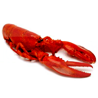 HOMARD CANADA CUIT | CAL 450/550GR | 500GR