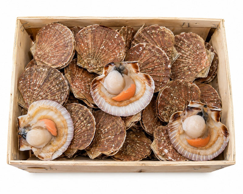 COQUILLE SAINT JACQUES GROSSE 3/4-13KG