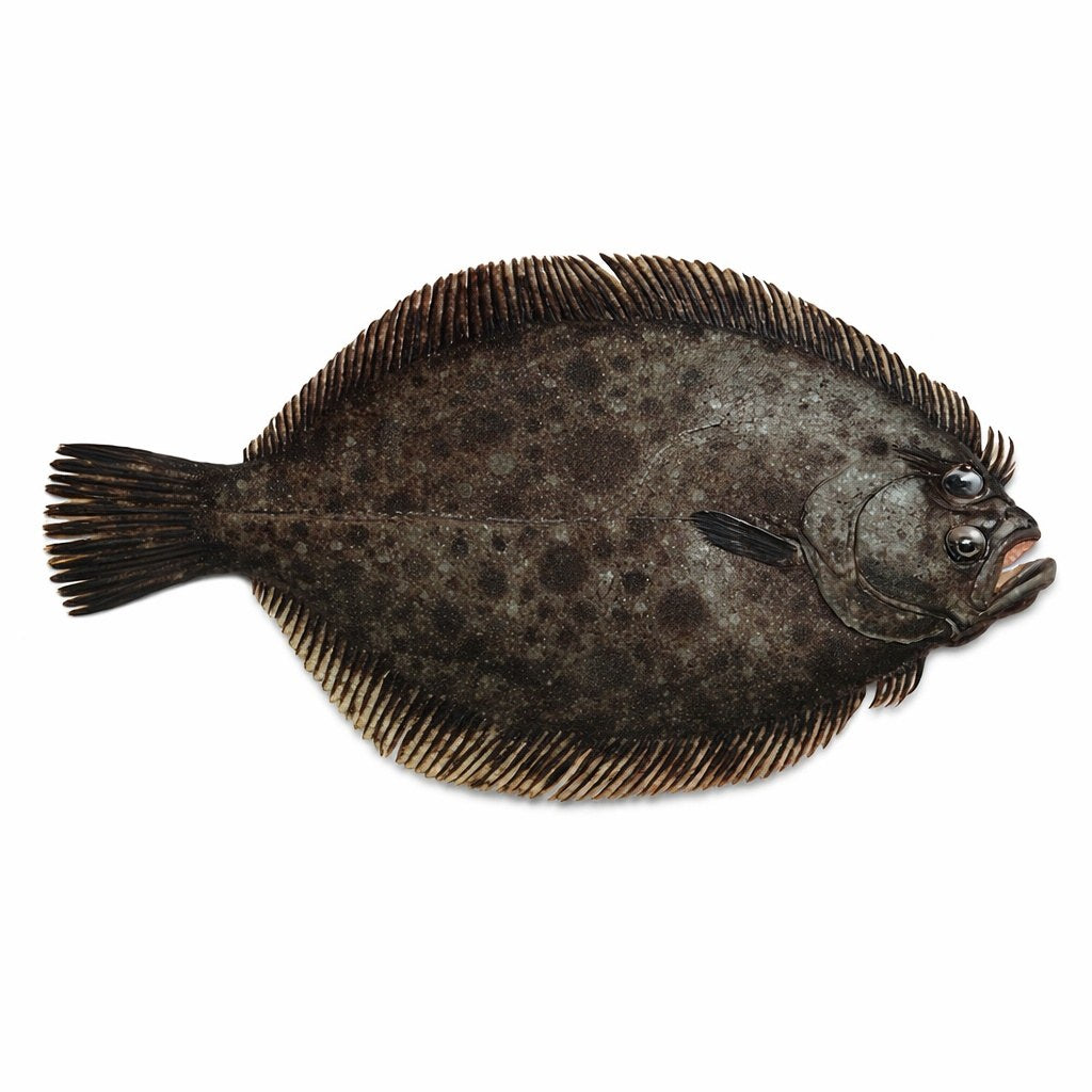 BARBUE 500/1000