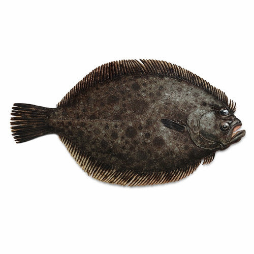BARBUE 500/1000