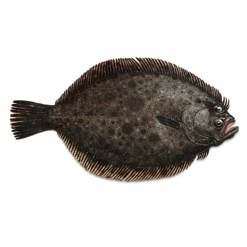 BARBUE 500/1000
