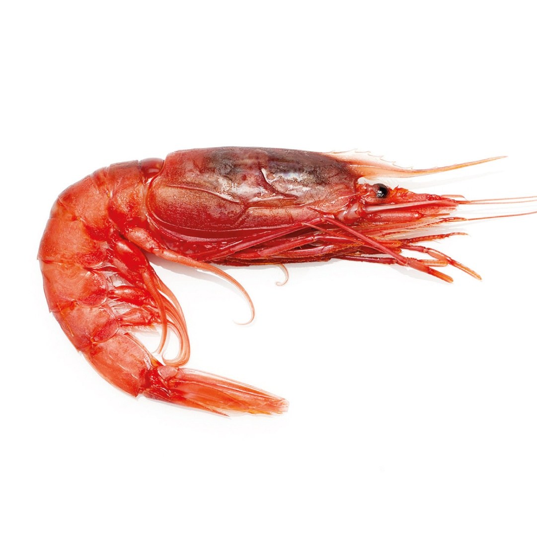 GAMBAS ENTIERES SAUVAGES | CAL 10-20