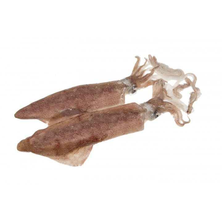 CALAMARS ENTIERS NETTOYES | CAL 600/800