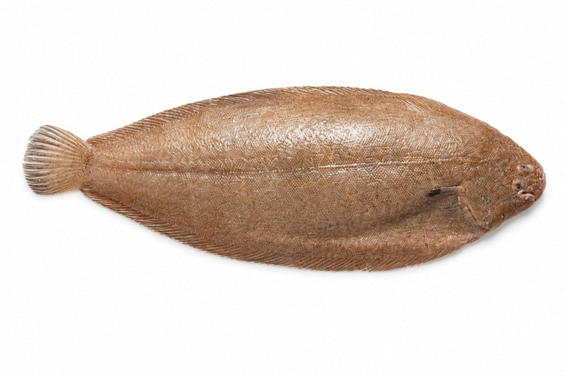 LIMANDE SOLE 300/500