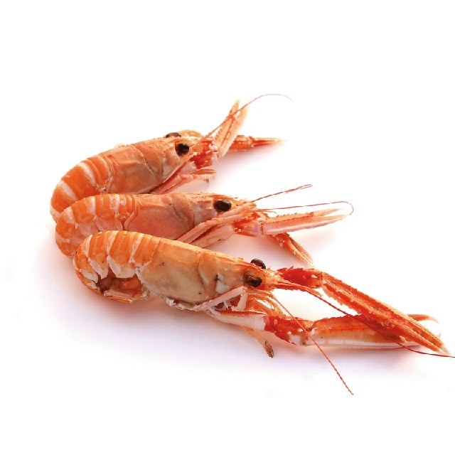 LANGOUSTINE CUITE | CAL 16/20