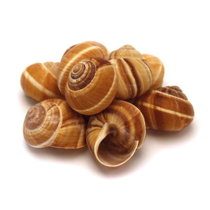 ESCARGOTS FARCIS GRIS FRANÇAIS TRÈS GROS 4X12